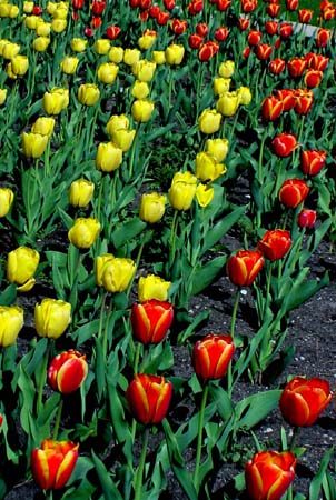 DSC04699