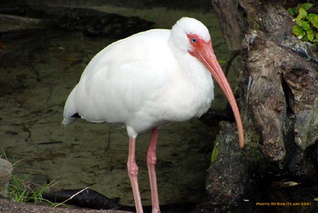 bird2