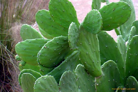 cacti1