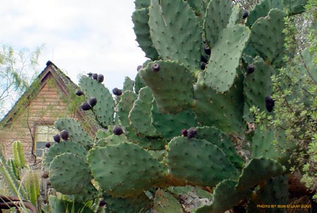 cacti2