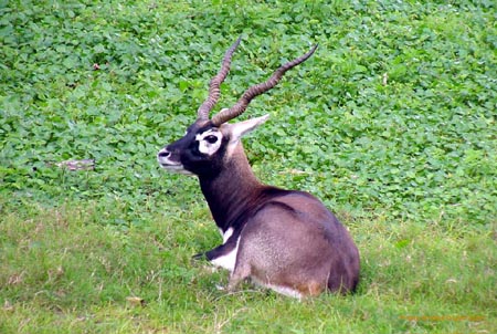dik1