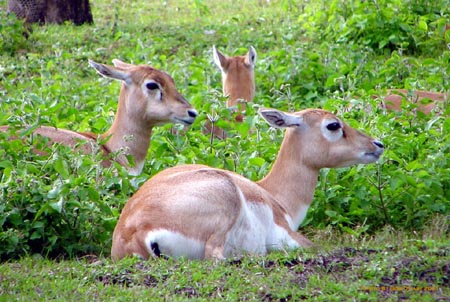 dik2