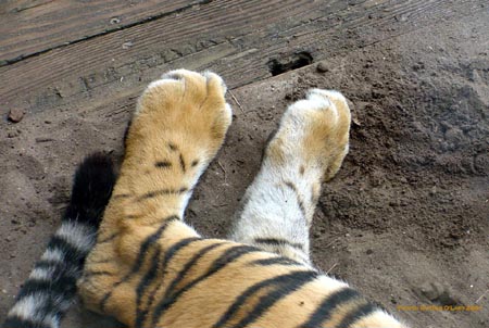 feet1