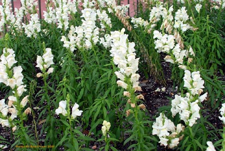 flowers3