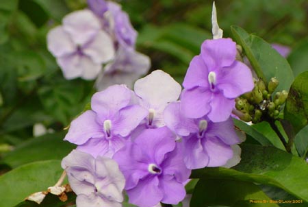 purpflowers