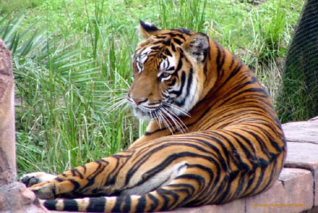 tiger1