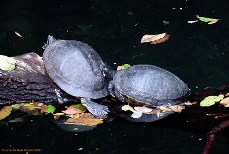 turt1