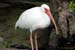 bird2