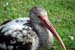 birdface1