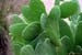 cacti1