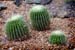 cacti3