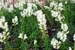 flowers3