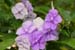 purpflowers