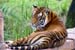 tiger1