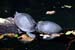 turt1