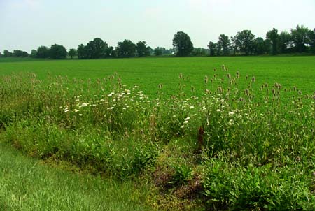 DSC02239