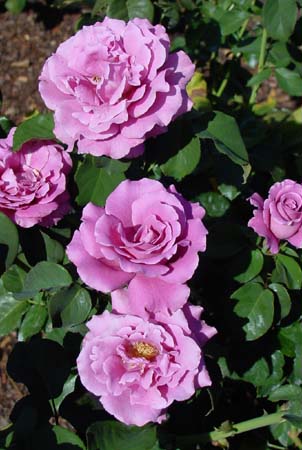 DSC02408