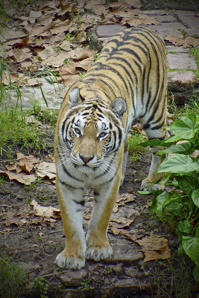 DSC03477a