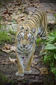 DSC03477a