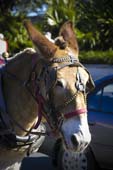 mule1